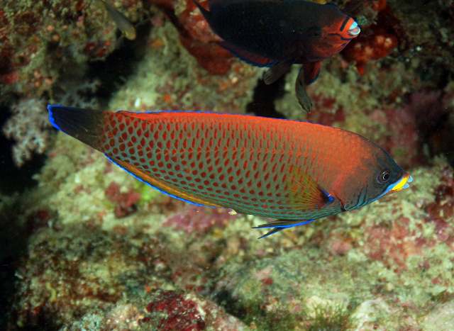 Pseudodax moluccanus (Labride dai denti a scalpello)